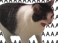 black and white cat with a repeating in background