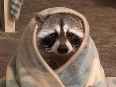 raccoon wrapped in blanket with teary eyes